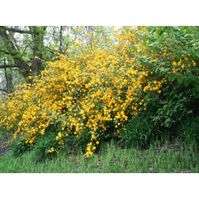 Keria Japońska 'Planiflora' złotlin