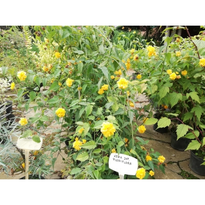 Keria Japońska 'Planiflora' złotlin