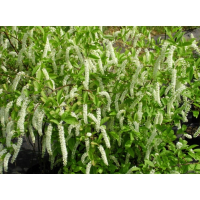 Itea Wirginijska 'Long Spire'