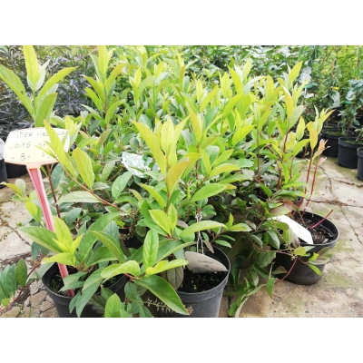 Itea Wirginijska 'Long Spire'