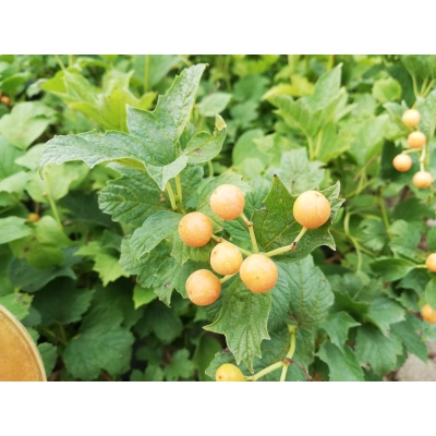 Kalina Viburnum 'Xantocarpvm'