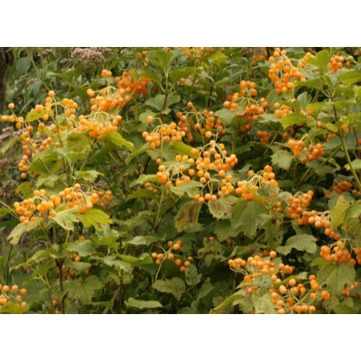 Kalina Viburnum 'Xantocarpvm'