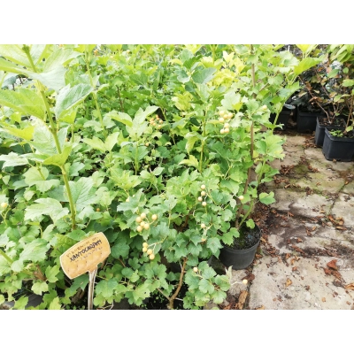 Kalina Viburnum 'Xantocarpvm'
