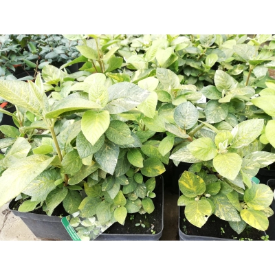 Kalina Viburnum 'Aureovariegata'