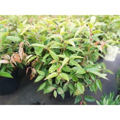 Kiścień 'Leucothoe'