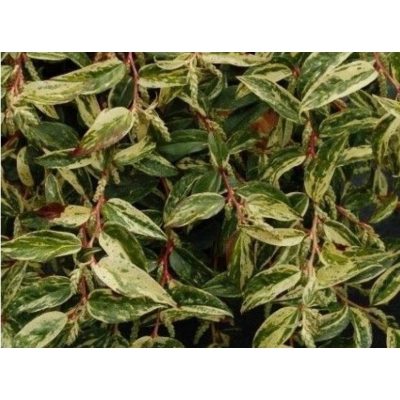 Kiścień 'Leucothoe'