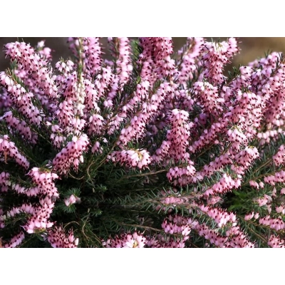 Wrzosiec bagienny 'erica tetralix' Mary