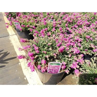 Wrzosiec bagienny 'erica tetralix' Mary