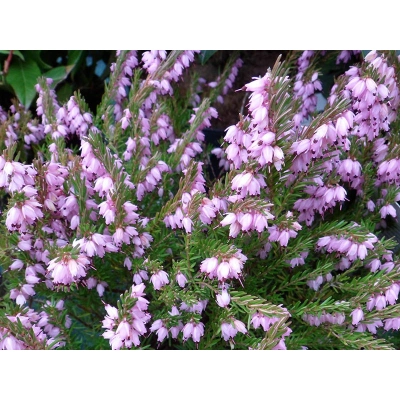 Wrzosiec bagienny 'erica tetralix' Mary