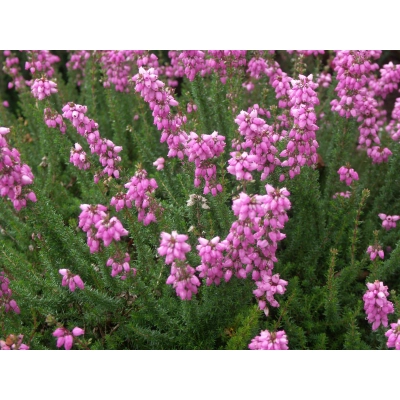 Wrzosiec bagienny 'erica tetralix' Gopden pink