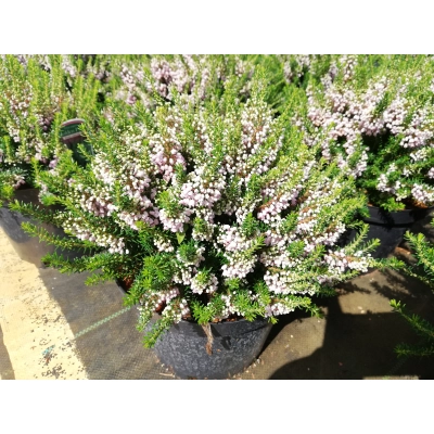 Wrzosiec bagienny 'erica tetralix' Gopden pink