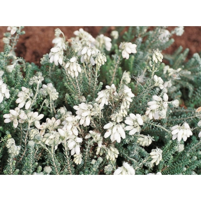 Wrzosiec bagienny 'erica tetralix' Alba