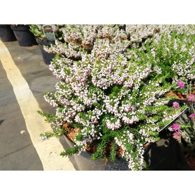 Wrzosiec bagienny 'erica tetralix' Alba