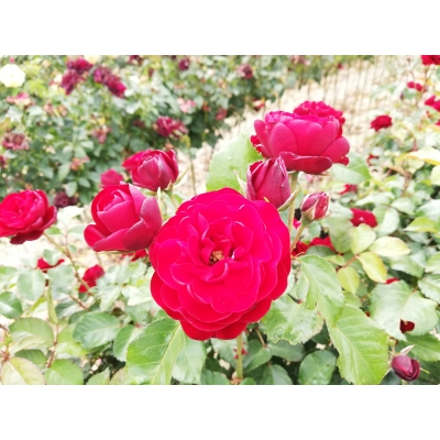 Róża na pniu,  rose "Bordo miniaturka"