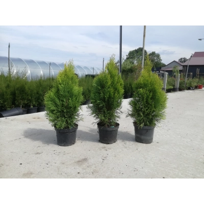 Tuja szmaragd Thuja occidentalis "Szmaragd" 2 L wys. 25 cm