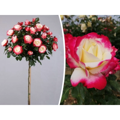 Róża na pniu,  rose "Bordowo żółta" Dwukolorowa