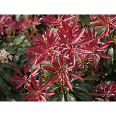 Pieris 'Japonica' Red Mill