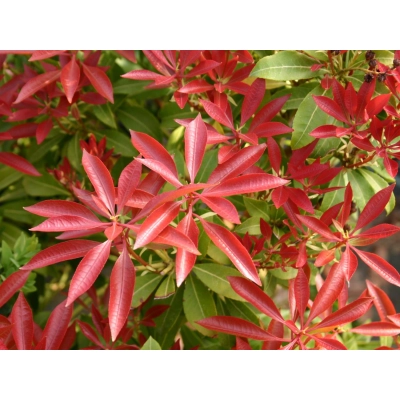 Pieris 'Japonica' Red Mill
