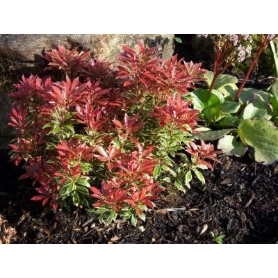 Pieris 'Japonica' Red Mill