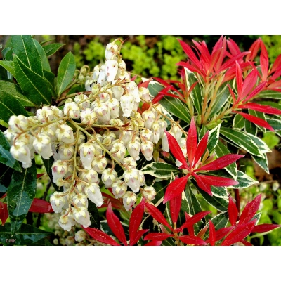 Pieris 'Japonica' Forest Flame