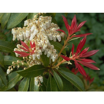 Pieris 'Japonica' Forest Flame