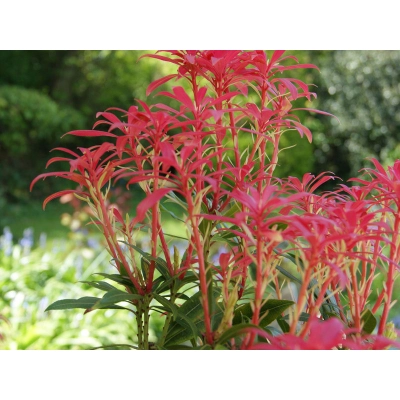 Pieris 'Japonica' Forest Flame