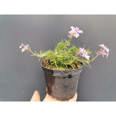 Floks Skrzydlaty płożący Phlox subulata