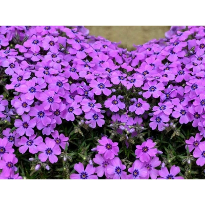 Floks Skrzydlaty płożący Phlox subulata
