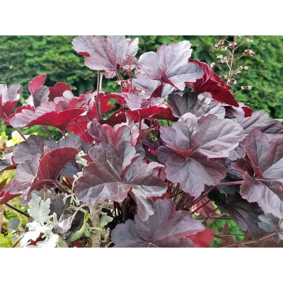 Żurawka czerwona Heuchera
