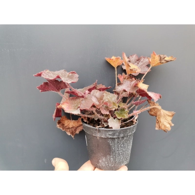 Żurawka czerwona Heuchera