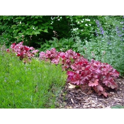 Żurawka czerwona Heuchera
