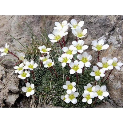 Skalnica Andersa Biała Saxifraga arendsii