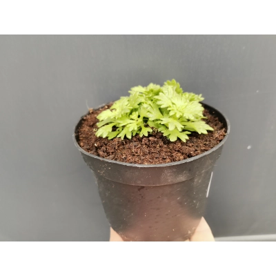 Skalnica Andersa Czerwona Saxifraga arendsii