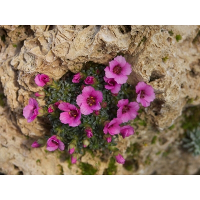 Skalnica Andersa Różowa Saxifraga arendsii