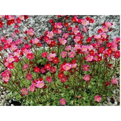 Skalnica Andersa Czerwona Saxifraga arendsii
