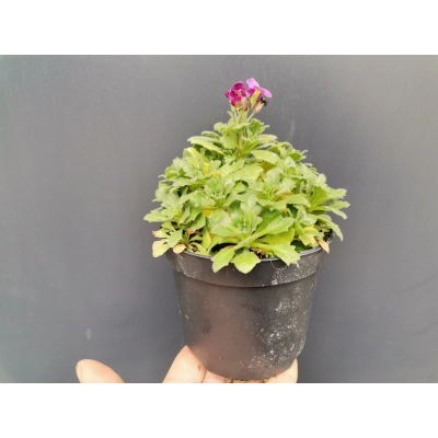 Żagwin Aubrieta cultorum