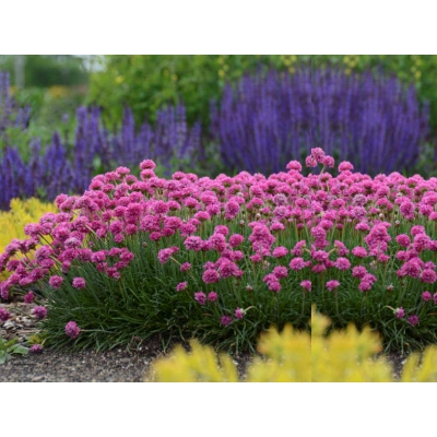Zawciąg Armeria maritima