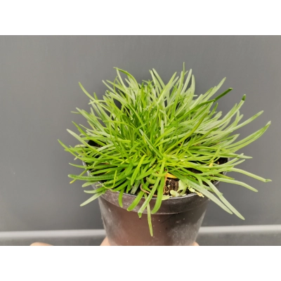 Zawciąg Armeria maritima