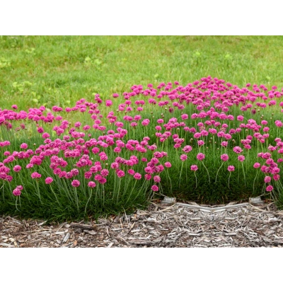 Zawciąg Armeria maritima