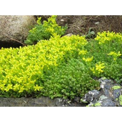 Rozchodnik Sedum
