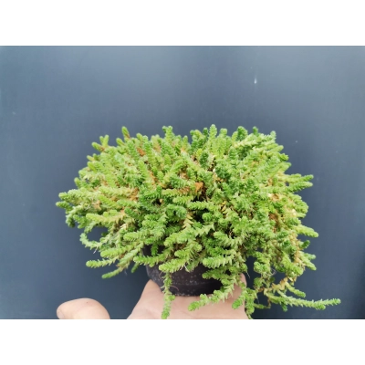 Rozchodnik Sedum
