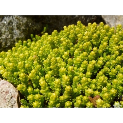 Rozchodnik Sedum