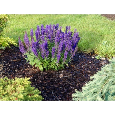 Szałwia Fioletowa Salvia nemorosa