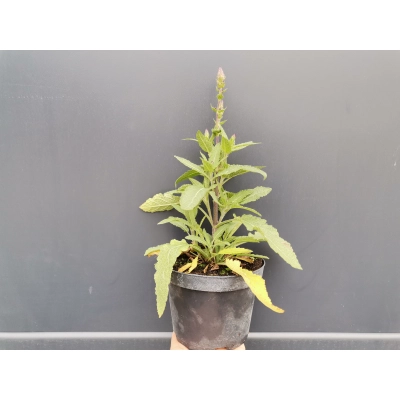 Szałwia Fioletowa Salvia nemorosa
