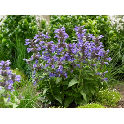 Kocimiętka Nepeta