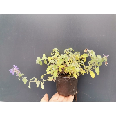 Kocimiętka Nepeta