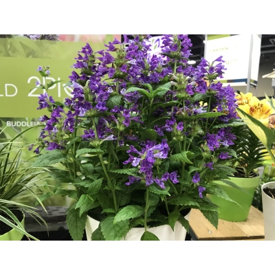 Kocimiętka Nepeta