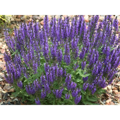 Szałwia Lekarska Salvia officinalis