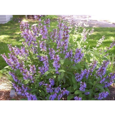Szałwia Lekarska Salvia officinalis