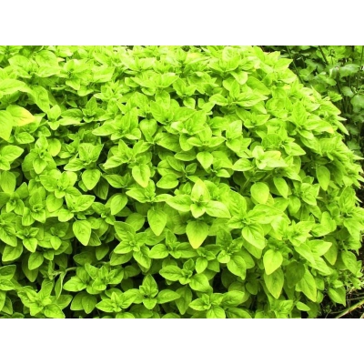 Oregano żółte Origanum vulgare